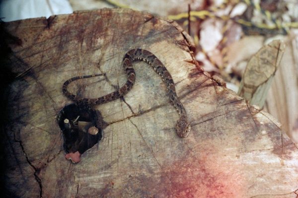 The dreaded labarria snake (fer-de-lance) were rightly feared in Guyana, its highly toxic and fast acting venom could be lethal.
